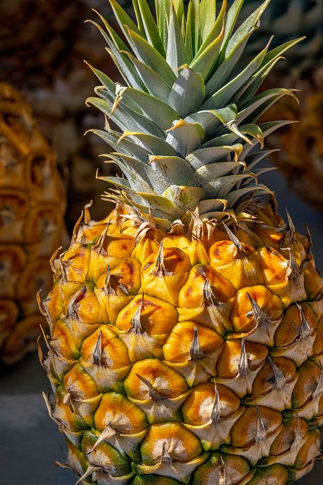 Sugarloaf pineapple